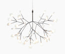Heracleum III suspension