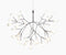 Heracleum III suspension
